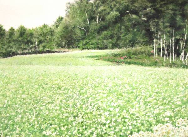 蕎麦の花 開田高原