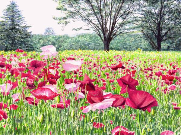 水彩画「ポピーの咲く頃」