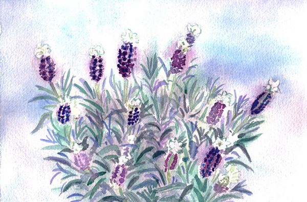 水彩画　原画　レースラベンダー 1f98cbb4d97a315633f8c9c636ec66