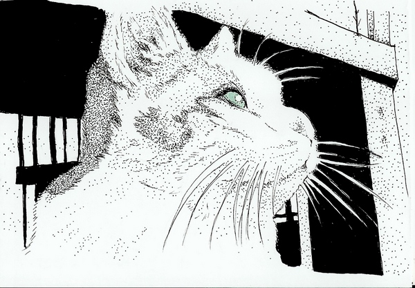 青い瞳の猫