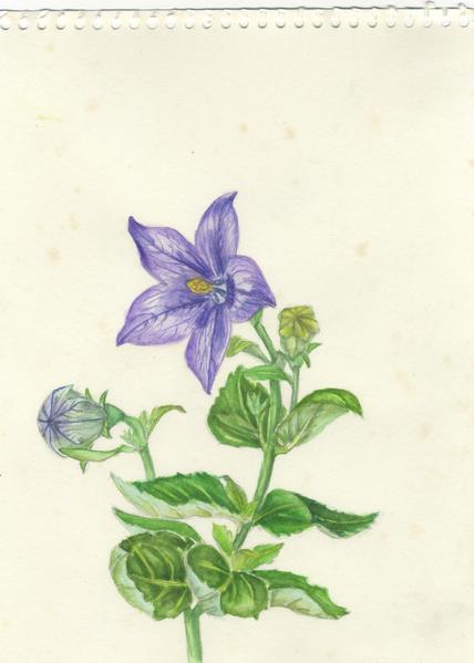 田中一村作　水彩画「桔梗」 ヴィンテージ 通販ハンドメイド・手芸 - 田中一村作 水彩画「桔梗」