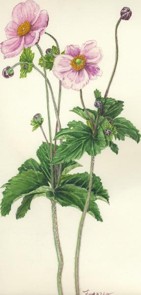 秋明菊