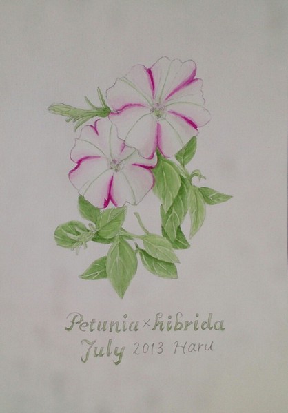 絵画★ HARU★A4 原画 MLS2025313-front-500x633.jpg