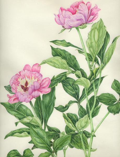 芍薬
