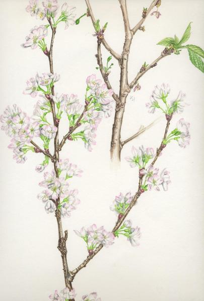 啓翁桜