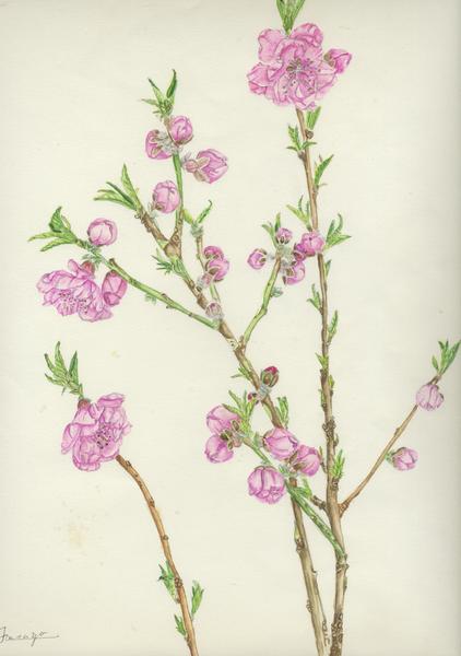 花もも」 by ふさよ|Artmeter|暮らしを彩るアートが、きっと 花もも」 by ふさよ|Artmeter|暮らしを彩るアートが、きっと