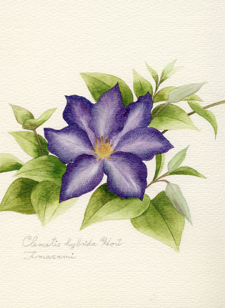 クレマチス」 by うめぼし｜Artmeter｜暮らしを彩るアートが、きっと