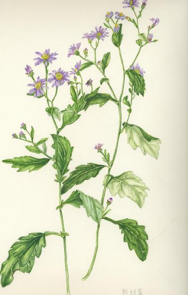 野紺菊