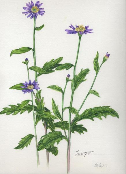 水彩画、ボタニカルアート、ミヤコワスレ 都忘れ(ボタニカルアート)」 by ふさよ｜Artmeter｜暮らしを彩る