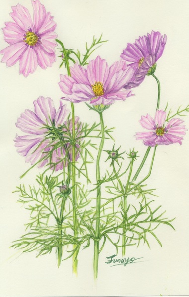 コスモス ギャラリー：アトモスからアディダス オリジナルスの別注「ZX