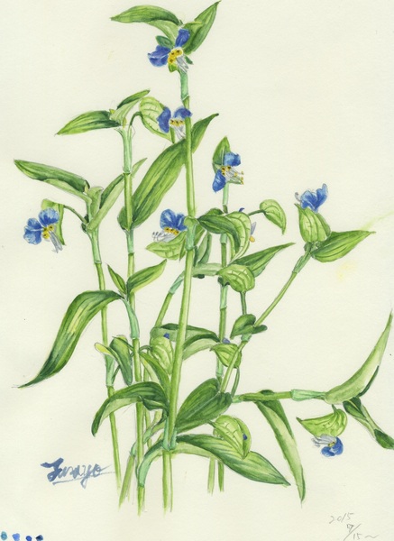露草