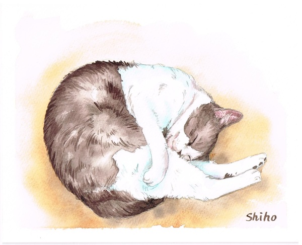 イラスト画 眠り猫 Shiho Art Meter