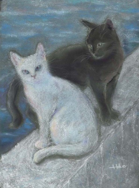 海猫