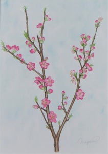 作品名:「春/桃の花(3/4)」 画家名:「mayumi」 コメント:「学名;Amygdalus persica、バラ科/モモ属/落葉小高木の果樹。濃いピンク色の花弁は、心を温かく高揚感を持たせてくれますね。このような世の中ですが、日本の季節折々の花たちの小さな美しさに気づける心を忘れずに、前向きに頑張っていきたいです。」 ART-Meter