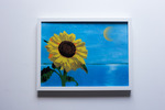Sun Flower