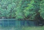 湖畔の森