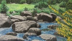 夏の小川
