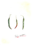 red peppers