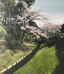 公園の桜