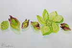 蕗の薹