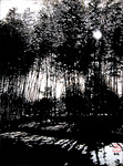 Tree VII-Bamboo