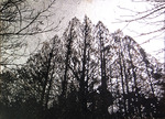 Tree IV (1/300)
