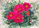 山茶花