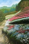 芝桜の丘
