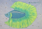 betta 2