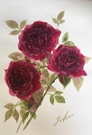 薔薇1