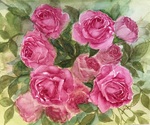 薔薇3