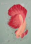 betta 3
