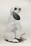 垂れ耳うさぎ4