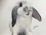 たれ耳うさぎ5