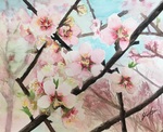 アーモンドの花