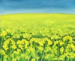 菜の花畑