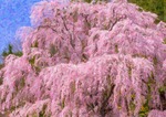 「枝垂れ桜」