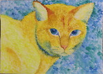 eye