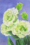 Lisianthus-優