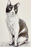 ハチワレねこ