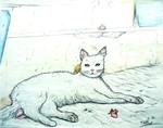 白昼の猫