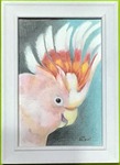 クルマサカオウム