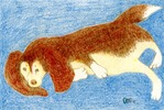 Dachshund