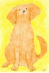 Golden retriever