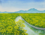 川辺の菜の花