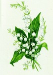 鈴蘭の花