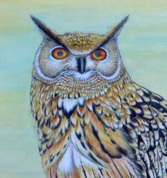 油絵 フクロウ（ミミズク） 油絵「メガネフクロウ君」サムホール