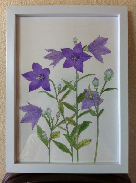田中一村作 水彩画「桔梗」