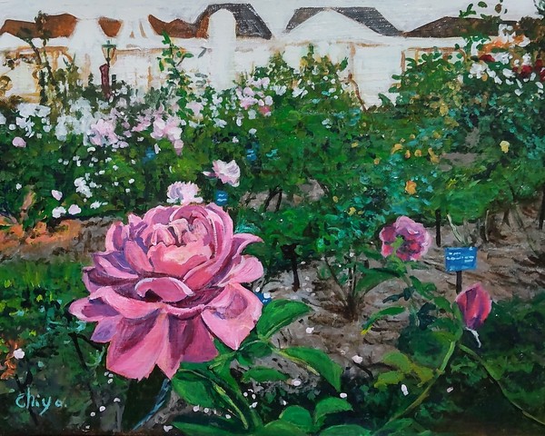 rose garden