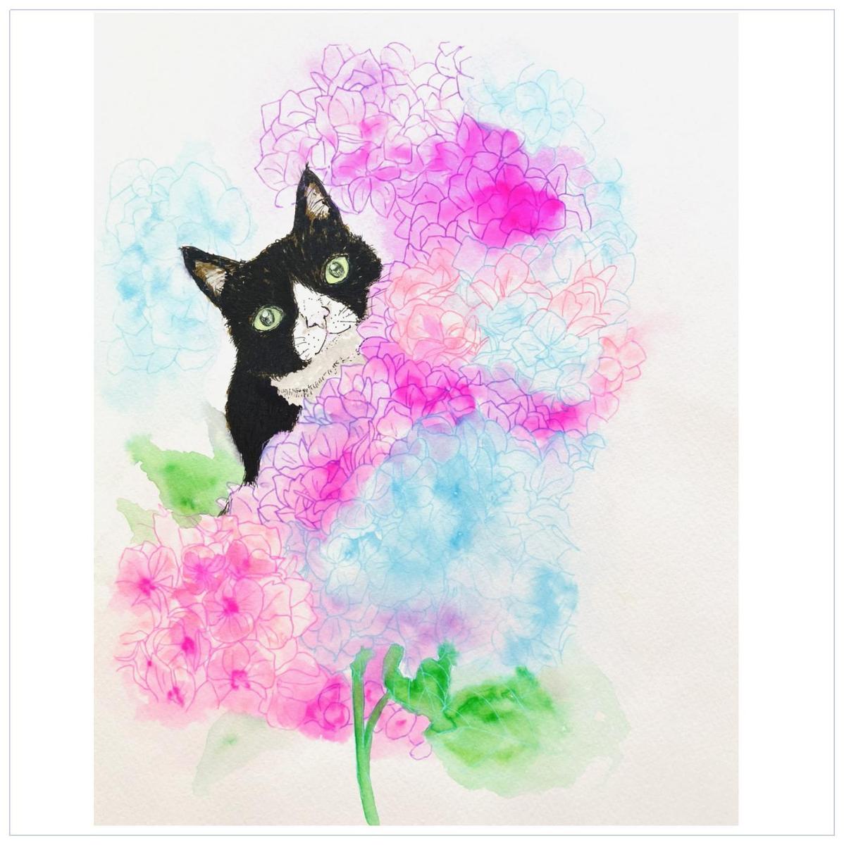 紫陽花とハチワレ